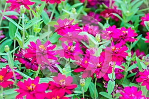 Beautiful pink Zinnia flowers in summer garden on sunny day. Zinnias are popular garden flowers, they come in a wide range of