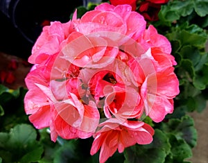 Beautiful pink Zonal Geranium 'American Coral' flowers