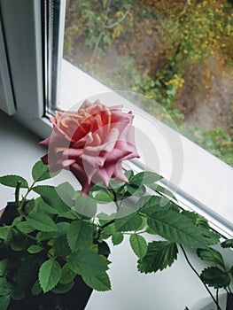 A beautiful pinke rose