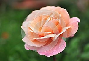 Beautiful pinkish orange English Rose, green backgroung