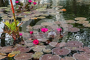 Beautiful pinkish purple waterlily flowers on Oahu