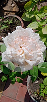 Beautiful Pinkish White Rose Flower and Plant in the Garden