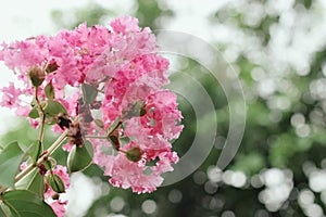 Beautiful pinky flowers with bokeh background