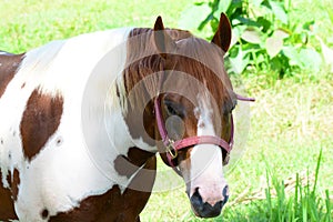 Beautiful Pinto horse close up