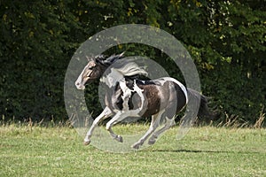 Beautiful pinto horse at gallop