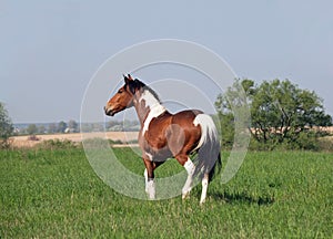 Beautiful pinto horse on summer meadow