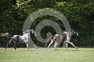 Beautiful pinto horses at gallop