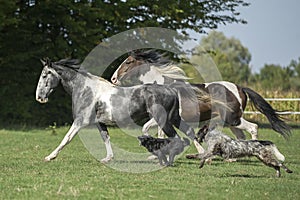 Beautiful pinto horses at gallop with dogs