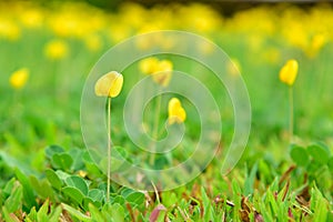 Beautiful Pinto peanut in small garden.yellow Arachis pintoi flo