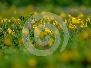 Beautiful Pinto peanut in small garden.yellow Arachis pintoi flower or Pinto peanut