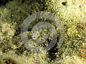 Beautiful pipe fish on sand