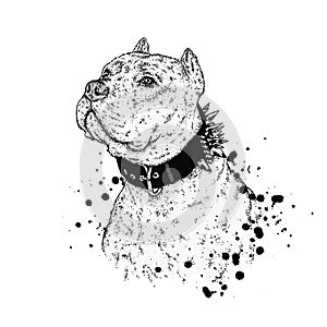 A beautiful pit bull. Vector illustration for a postcard or a poster, print on clothes