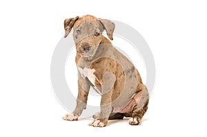 Beautiful pitbull puppy