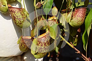 Beautiful pitcher carnivorous plant pot in Vietnam