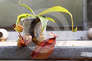 Beautiful pitcher carnivorous plant pot in Vietnam