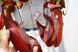 Beautiful pitcher carnivorous plant pot in Vietnam
