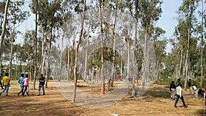 trees group