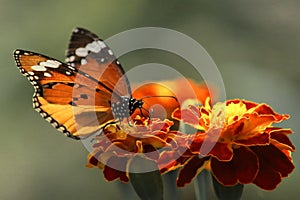 Beautiful plain tiger or african queen or african monarch butterfly danaus chrysippus is collecting nectar from flowers, butterf