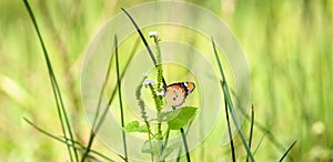 Beautiful plain tiger butterfly (Danaus Chrysippus) sipping nectar from a small flower