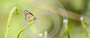 Beautiful plain tiger butterfly (Danaus Chrysippus) sipping nectar from a small flower