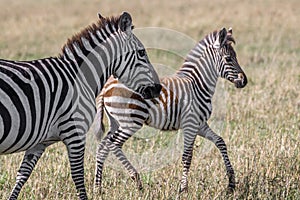 Beautiful plains zebra mom with baby and golden natural light in Serengeti/Tanzania/Kenya/Africa.