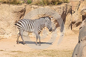 Beautiful plains zebra or zebras