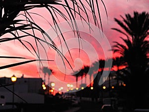 Beautiful plams and sunset over streets of Playa Blanca, Lanzarote