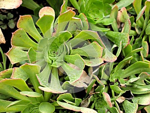 Beautiful plant in botanic garden in Santa Barbara California.