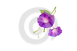 Beautiful plant color is morning glory. Purple bindweed flower on white background, isolate