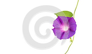 Beautiful plant color is morning glory. Purple bindweed flower on white background, isolate