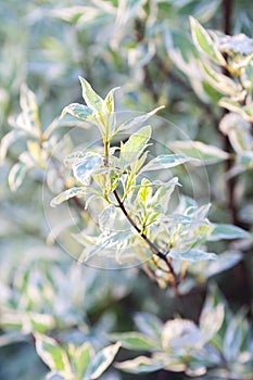 Beautiful plant Cornus alba Elegantissima