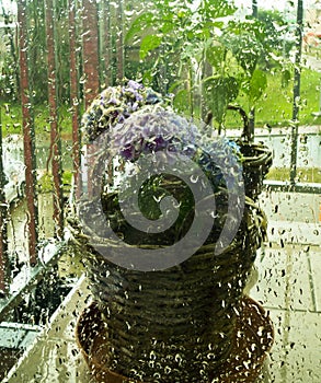 Beautiful plant flower hydrangea behind a window with drops of rain