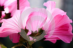 Beautiful plant, flowers roses, the flower buds, red flower