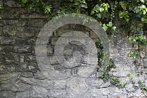 Beautiful plant ivy is growing down on the old wall. Green leaves and branches of ivy on the stone wall against background. Copy