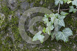 Beautiful plant ivy is growing on the old wall with moss. Natural background with green ivy leaves grow on a stone covered with