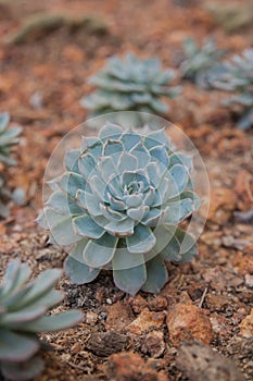 The beautiful plant ,Kalanchoe blossfeldiana.