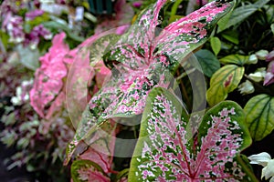 Beautiful Plant Leaf Caladium Bicolor, Called Heart Of Jesus, With Is Pink And Green Color photo