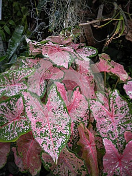 Beautiful Plant Leaf Caladium Bicolor, Called Heart Of Jesus, With Is Pink And Green Color photo