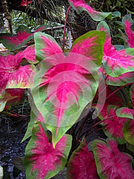 Beautiful Plant Leaf Caladium Bicolor, Called Heart Of Jesus, With Is Pink And Green Color photo