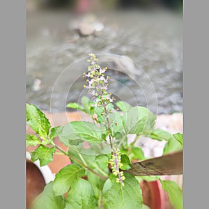 Beautiful plant in the pot in front of my house.. Holy basil