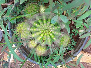 BEAUTIFUL PLANT`S AND GRASS S  THE NATURE