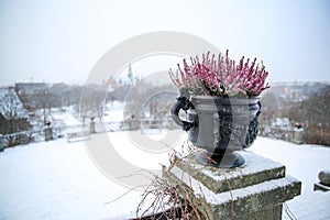 Beautiful plant surviving the harsh winter of Stockholm, Sweden