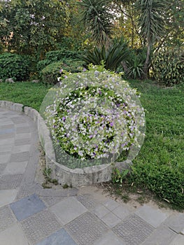 Beautiful Plant with white flower