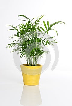 Beautiful plant in a yellow pot