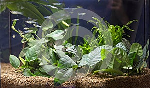 Beautiful planted aquarium with Guppies