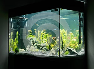 Beautiful planted tropical freshwater aquarium