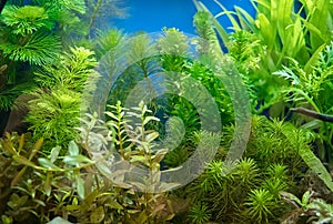 Beautiful planted tropical freshwater aquarium