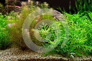 Beautiful planted tropical freshwater aquarium photo