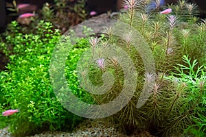 Beautiful planted tropical freshwater aquarium photo