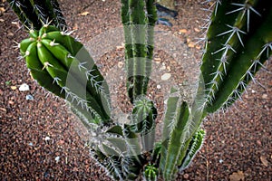 Beautiful Plants of botanical garden in Mexico